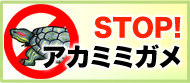 STOP!!アカミミガメ