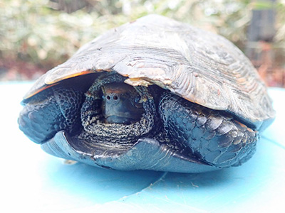 生態工房 あなたもニホンイシガメのサポーターに ニホンイシガメ応援団